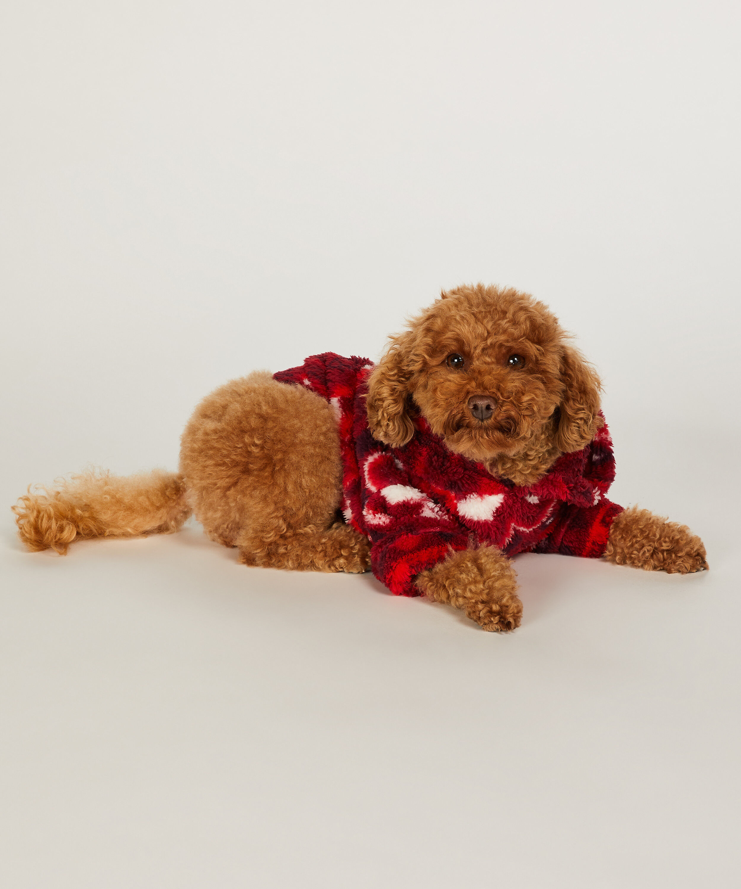 Chiens de grenouillère